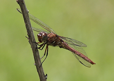 [A dragonfly holds a bare verticle brown branch displaying its left side to the camera. The head and thorax are shades of medium to dark brown with white stripes on the thorax. The back segmented part of the body is a definite pink hue.]